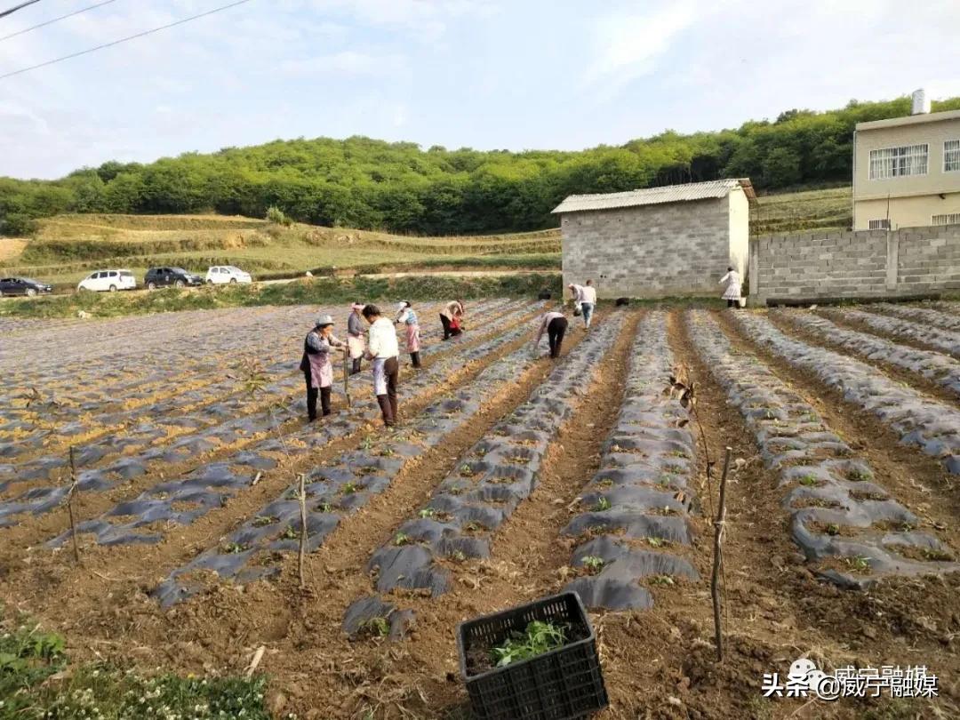 伊人恃宠而骄 第2页