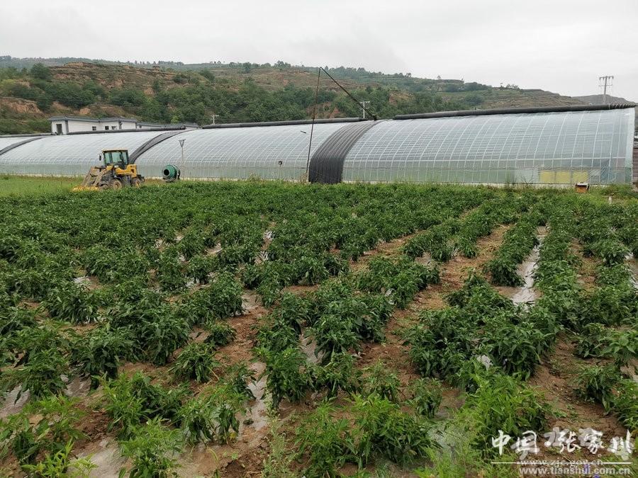 罗湾村委会最新动态报道