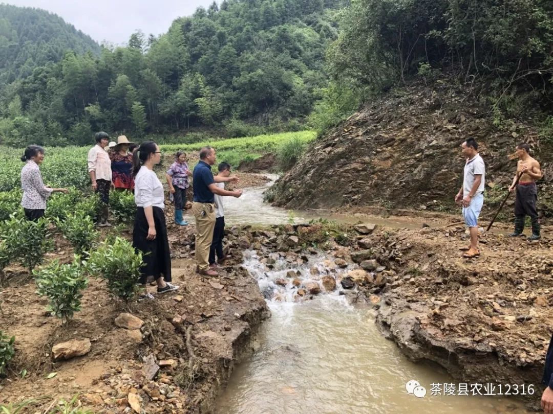 茶陵县农业农村局最新动态报道